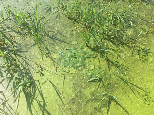 Wassernuss — Bild 4 von 8