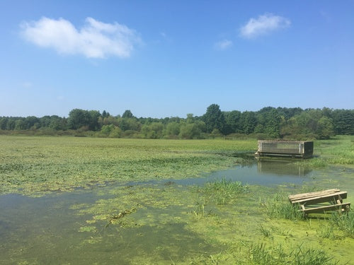 Wassernuss — Bild 3 von 8