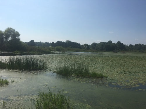 Wassernuss — Bild 2 von 8
