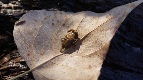 Wasserskorpion — Bild 4 von 10