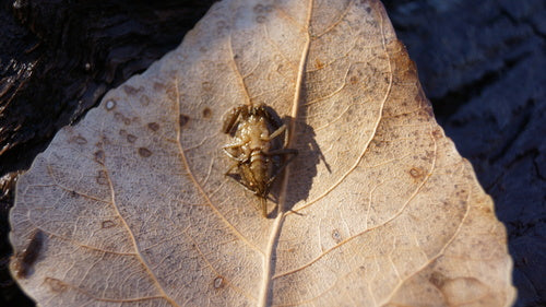 Wasserskorpion — Bild 3 von 10