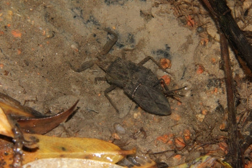 Wasserskorpion — Bild 5 von 10