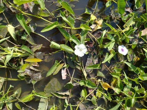 Wasserspinat — Bild 2 von 8
