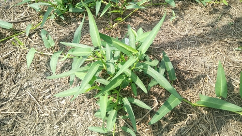 Wasserspinat — Bild 3 von 8