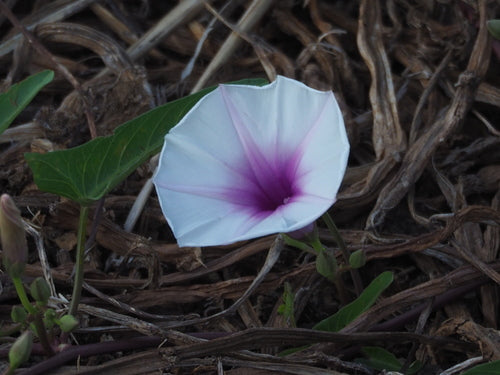 Wasserspinat — Bild 5 von 8