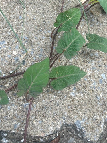 Wasserspinat — Bild 1 von 8