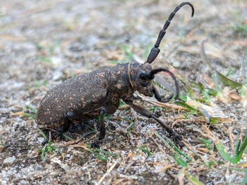 Weberbock — Bild 3 von 9