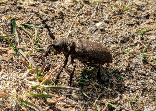Weberbock — Bild 2 von 9
