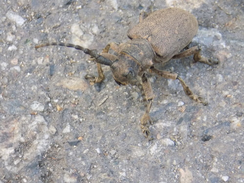 Weberbock — Bild 5 von 9