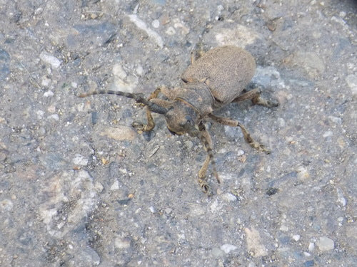 Weberbock — Bild 4 von 9