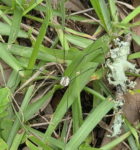 Weberknecht-Ansammlung — Bild 2 von 9