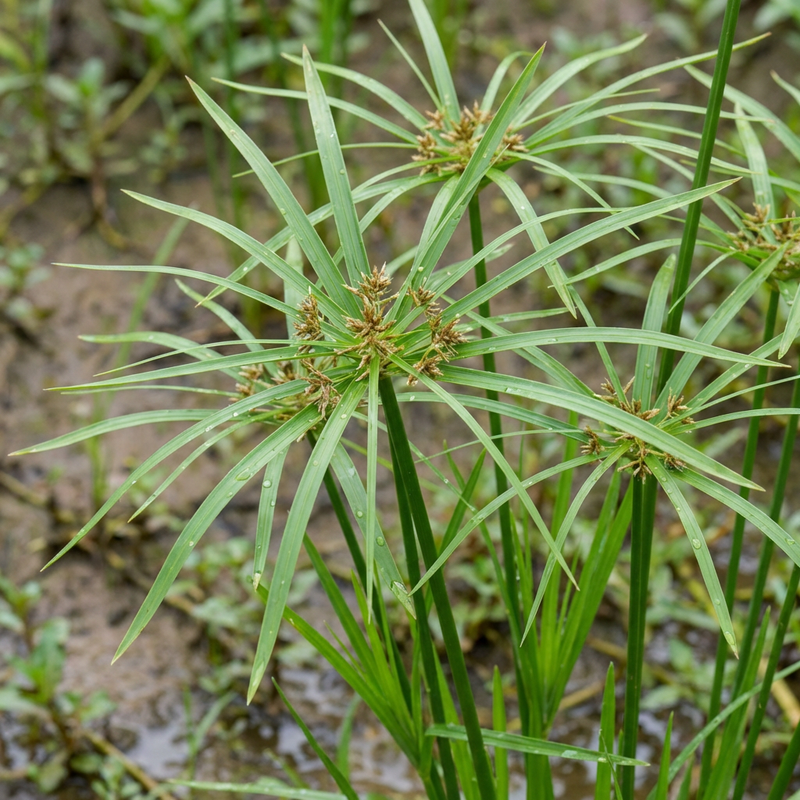 Wechselblättriges Zyperngras (Cyperus alternifolius), KI-Illustration