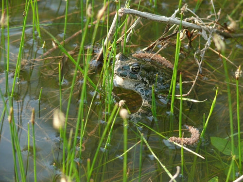 Wechselkröte — Bild 4 von 8