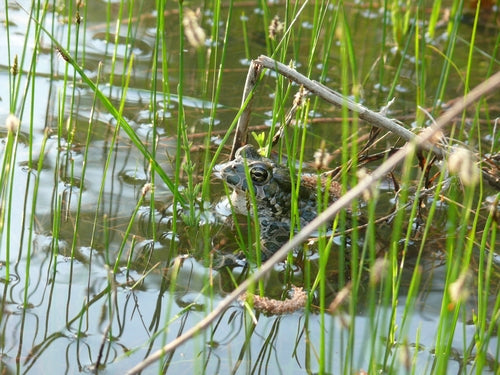 Wechselkröte — Bild 3 von 8