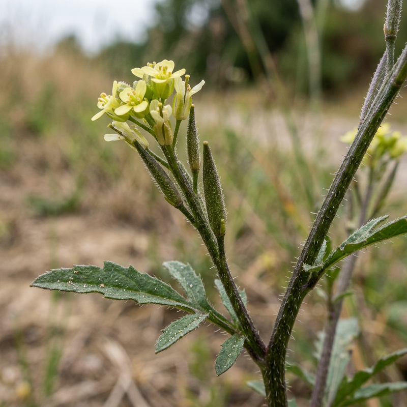 Weg-Rauke (Sisymbrium officinale), KI-Illustration