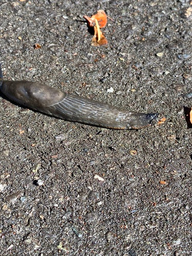 Wegschnecken — Bild 2 von 9