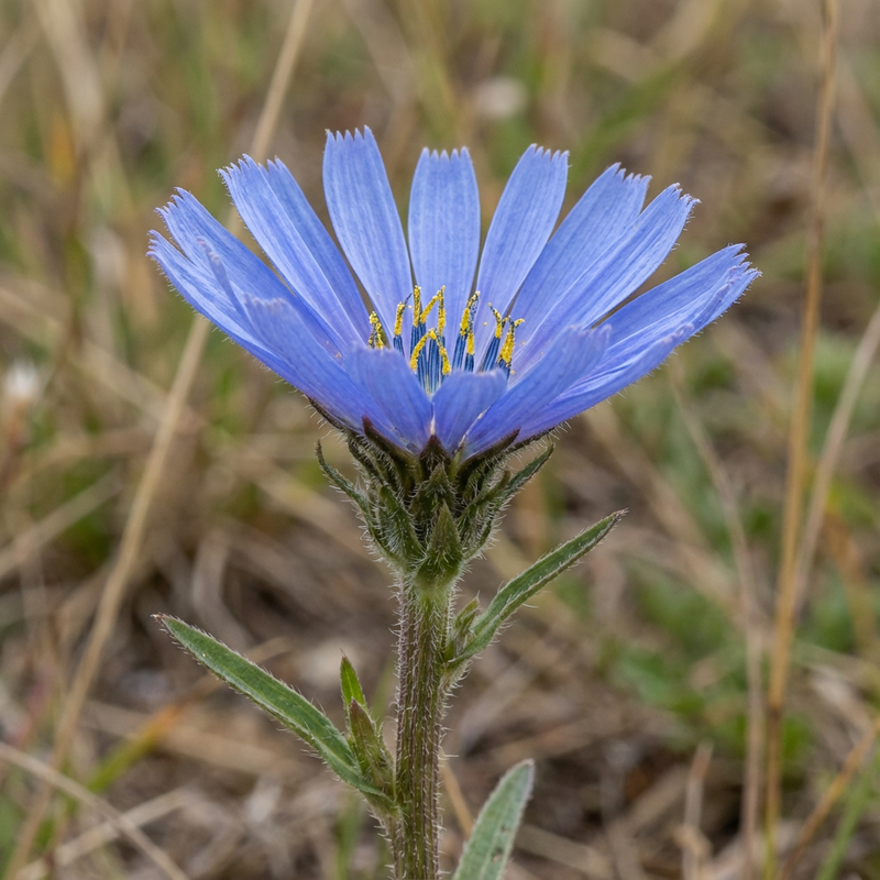 Wegwarte (Cichorium intybus), KI-Illustration