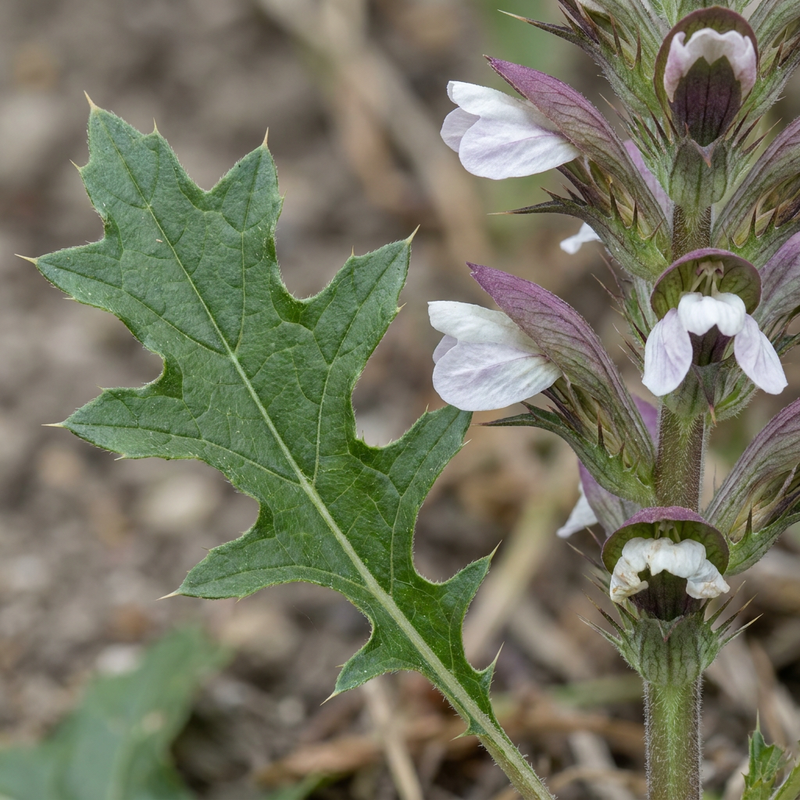 Weicher Bärenklau (Acanthus mollis), KI-Illustration
