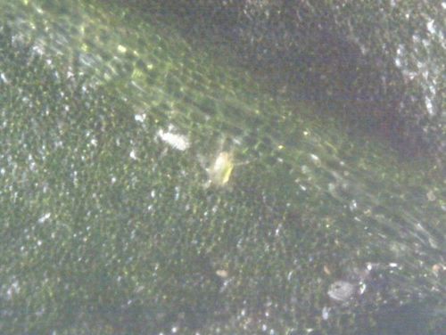 Weichhautmilben — Bild 2 von 8