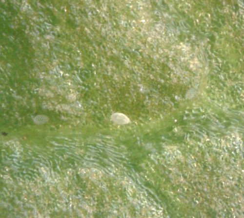 Weichhautmilben — Bild 4 von 8