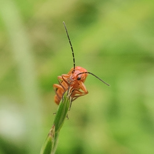 Weichkäfer (Gattung Rhagonycha) — Bild 5 von 9