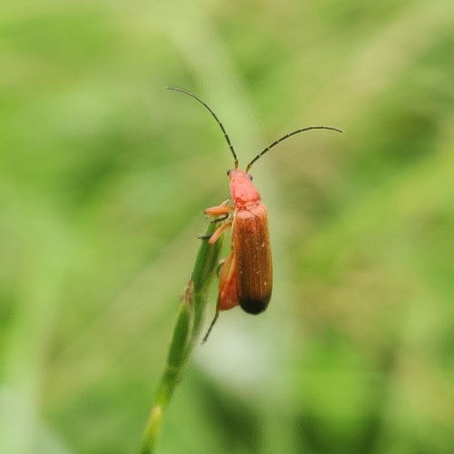 Weichkäfer (Gattung Rhagonycha) — Bild 4 von 9
