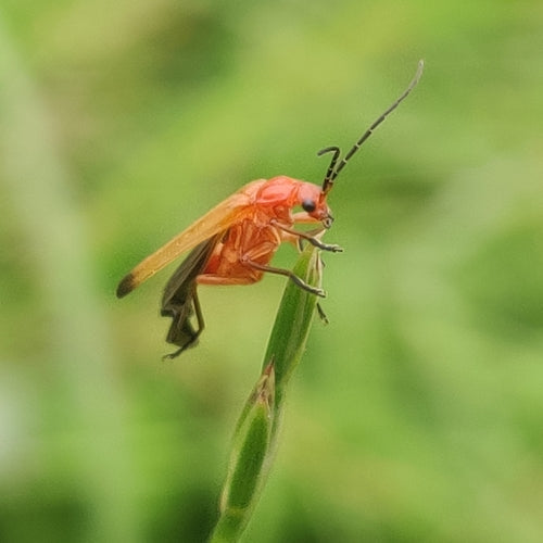 Weichkäfer (Gattung Rhagonycha) — Bild 3 von 9