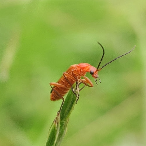 Weichkäfer (Gattung Rhagonycha) — Bild 2 von 9