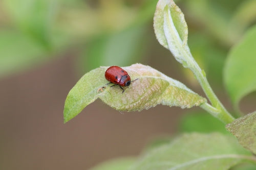 Weidenblattkäfer — Bild 2 von 9
