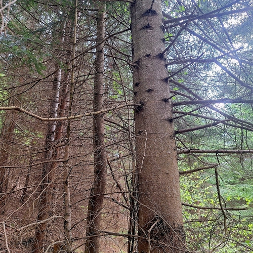 Weiß-Tanne — Bild 2 von 8