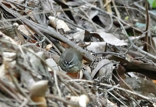 Weißbrauen-Buschschnäpper — Bild 5 von 8
