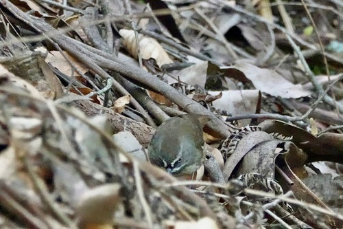 Weißbrauen-Buschschnäpper — Bild 4 von 8