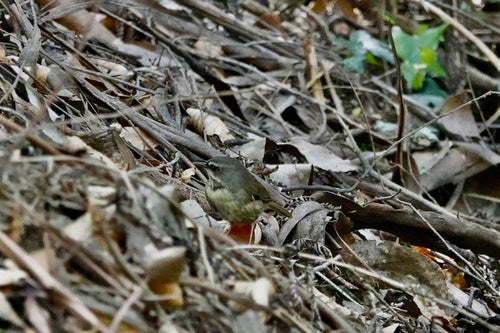 Weißbrauen-Buschschnäpper — Bild 3 von 8