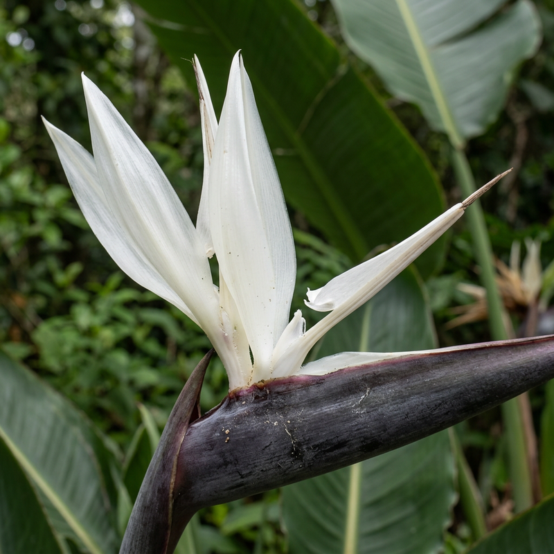 Weiße Paradiesvogelblume (Strelitzia alba), KI-Illustration
