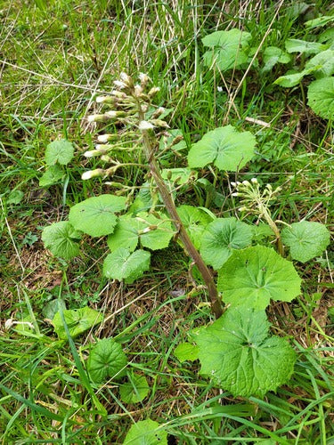 Weiße Pestwurz — Bild 5 von 9