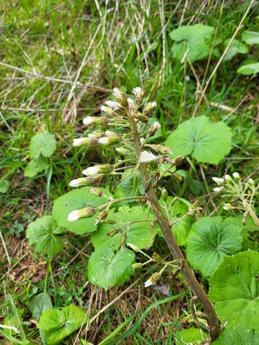 Weiße Pestwurz — Bild 4 von 9