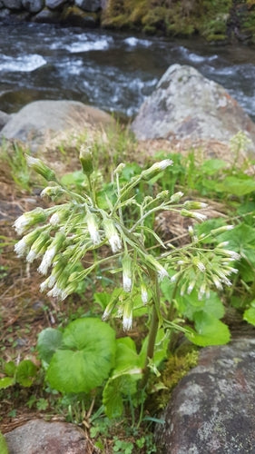 Weiße Pestwurz — Bild 3 von 9