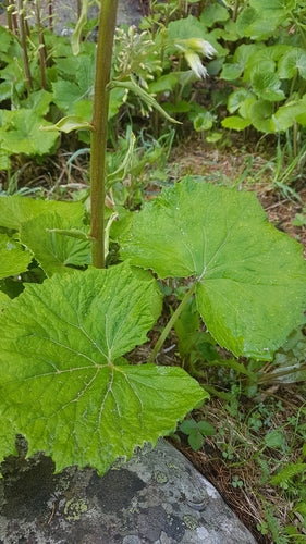 Weiße Pestwurz — Bild 2 von 9