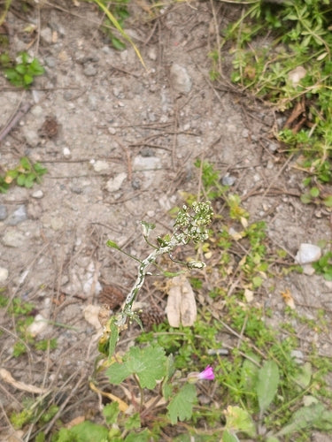 Weißer Rost — Bild 1 von 8