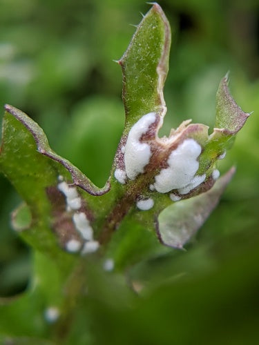 Weißer Rost — Bild 4 von 8