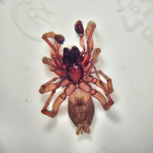 Weißgestreifte Bodenspinne — Bild 3 von 9