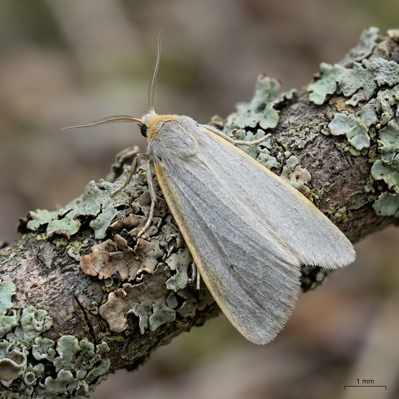 Weißgraues Flechtenbärchen (Eilema caniola), KI-Illustration