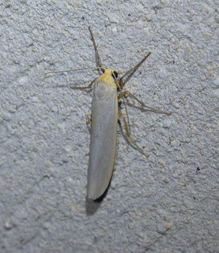 Weißgraues Flechtenbärchen — Bild 5 von 11