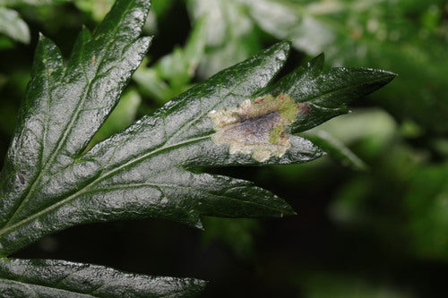 Wermut-Bohrfliege — Bild 3 von 9