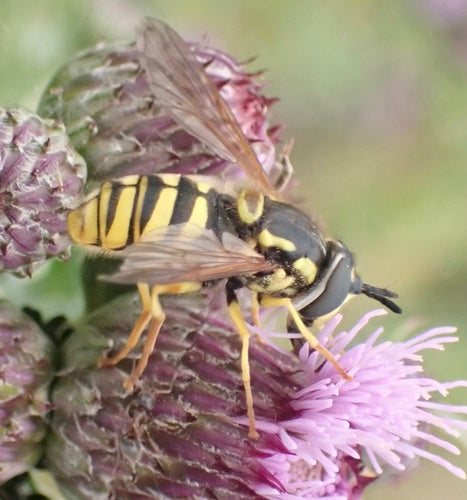 Wespenschwebfliege — Bild 3 von 8