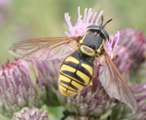 Wespenschwebfliege — Bild 2 von 8