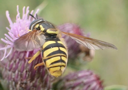 Wespenschwebfliege — Bild 1 von 8