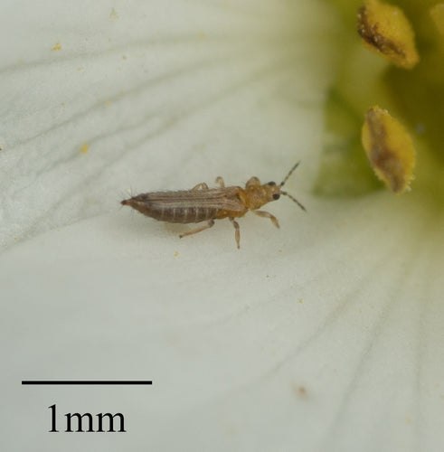 Western Flower Thrips — Bild 4 von 10