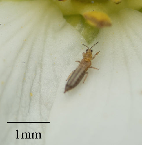 Western Flower Thrips — Bild 3 von 10