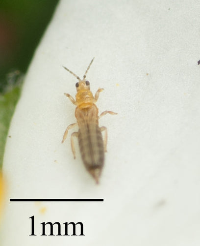 Western Flower Thrips — Bild 5 von 10